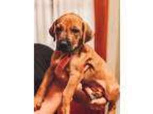 Rhodesian Ridgeback Puppy for sale in Yucaipa, CA, USA