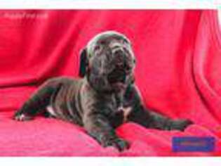 Cane Corso Puppy for sale in Louisa, VA, USA