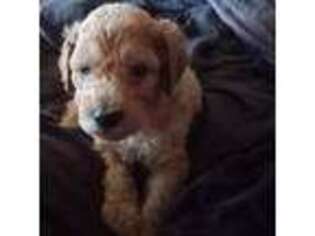 Labradoodle Puppy for sale in Loris, SC, USA