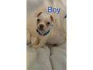 Mutt Puppy for sale in Johnson, VT, USA