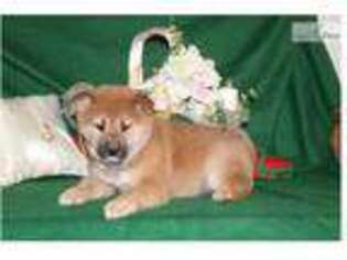 Shiba Inu Puppy for sale in Lancaster, PA, USA