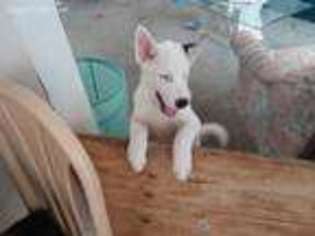 Siberian Husky Puppy for sale in Clermont, FL, USA