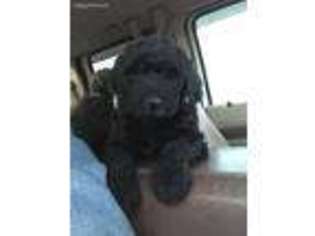 Labradoodle Puppy for sale in Stratford, SD, USA