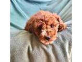 Cavapoo Puppy for sale in Paulden, AZ, USA
