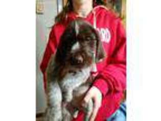 German Wirehaired Pointer Puppy for sale in Aberdeen, SD, USA