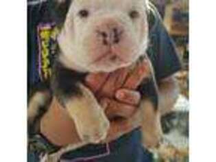 Olde English Bulldogge Puppy for sale in Keene, NH, USA