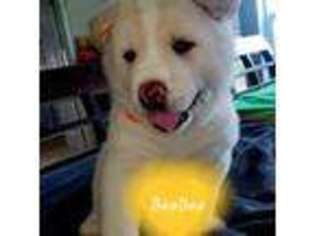 Akita Puppy for sale in Coquille, OR, USA