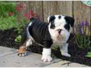 Bulldog Puppy for sale in Waller, TX, USA