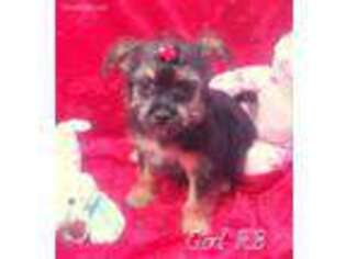 Chorkie Puppy for sale in Bowling Green, KY, USA