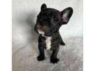French Bulldog Puppy for sale in Coachella, CA, USA