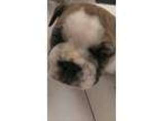 Bulldog Puppy for sale in Pitman, NJ, USA