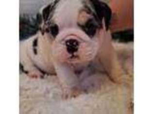 Bulldog Puppy for sale in Louisburg, KS, USA