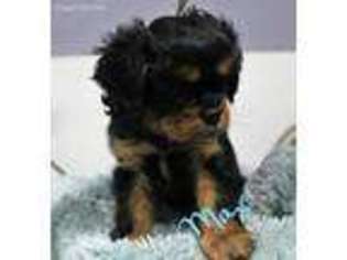 Cavalier King Charles Spaniel Puppy for sale in Fredericksburg, PA, USA