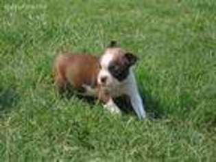 Boston Terrier Puppy for sale in Wellston, OK, USA