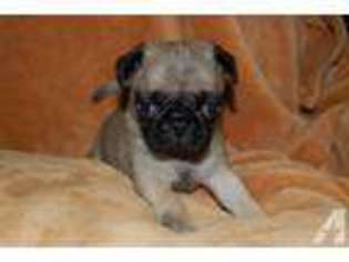 Pug Puppy for sale in GOLD BAR, WA, USA