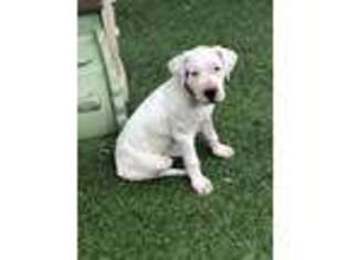 Dogo Argentino Puppy for sale in Eagle Lake, FL, USA