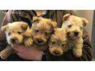 Scottish Terrier Puppy for sale in Great Bend, KS, USA