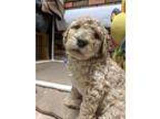 Labradoodle Puppy for sale in Hamilton, MI, USA