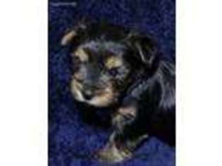 Yorkshire Terrier Puppy for sale in College Station, TX, USA