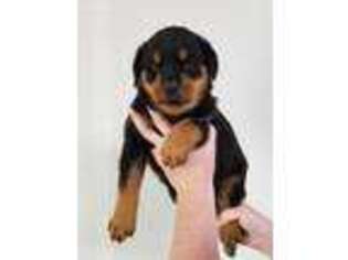 Rottweiler Puppy for sale in Cassville, MO, USA