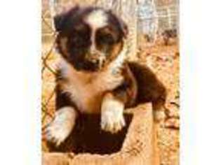 Australian Shepherd Puppy for sale in Magazine, AR, USA