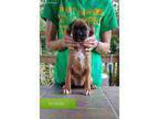 Boxer Puppy for sale in Covington, LA, USA