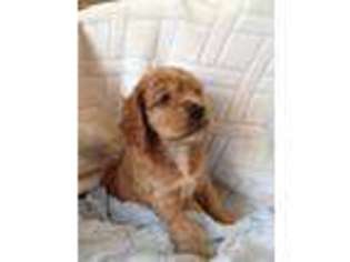 Cocker Spaniel Puppy for sale in Auburn, AL, USA