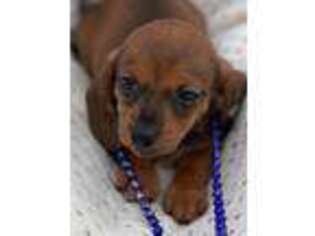 Dachshund Puppy for sale in Mineola, TX, USA