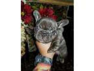 French Bulldog Puppy for sale in Millington, MI, USA
