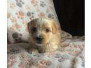 Mutt Puppy for sale in Saint Michael, MN, USA