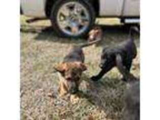 German Shepherd Dog Puppy for sale in South Boston, VA, USA