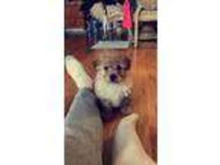 Mutt Puppy for sale in Cliffside Park, NJ, USA