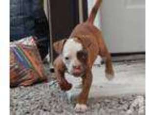 American Bulldog Puppy for sale in BOTHELL, WA, USA