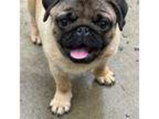 Pug Puppy for sale in Mount Vernon, WA, USA