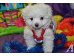 Maltese Puppy for sale in LAKELAND, FL, USA