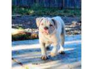 Olde English Bulldogge Puppy for sale in Tangent, OR, USA