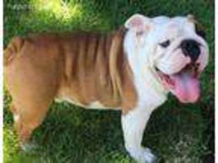 Bulldog Puppy for sale in Orlando, FL, USA