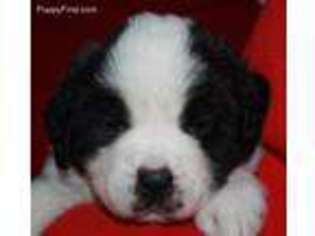 Saint Bernard Puppy for sale in Floodwood, MN, USA