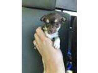 Chihuahua Puppy for sale in Walnut Cove, NC, USA