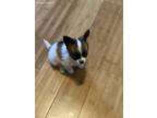 Papillon Puppy for sale in Cleburne, TX, USA