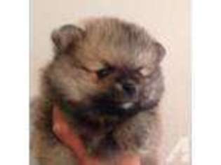Pomeranian Puppy for sale in SHEPHERD, TX, USA