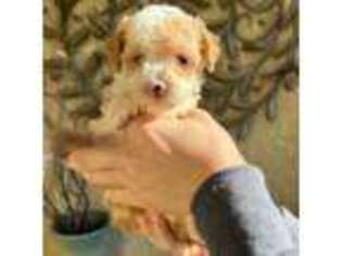 Mutt Puppy for sale in Oakley, CA, USA