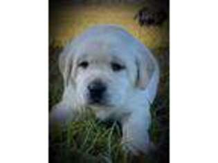 Labrador Retriever Puppy for sale in Glen Saint Mary, FL, USA