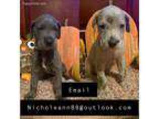 Great Dane Puppy for sale in Culpeper, VA, USA