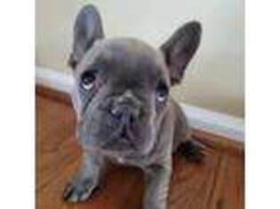 French Bulldog Puppy for sale in Gilbertsville, PA, USA