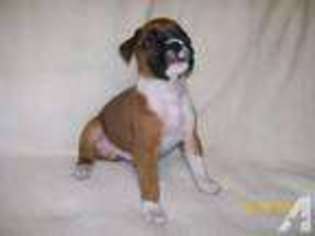 Boxer Puppy for sale in BOWIE, MD, USA