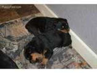 Rottweiler Puppy for sale in Garnett, KS, USA