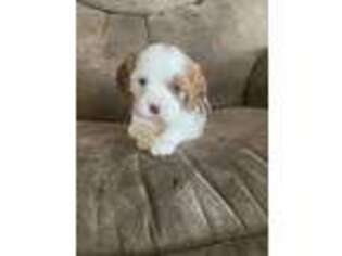 Cavalier King Charles Spaniel Puppy for sale in West Point, IA, USA