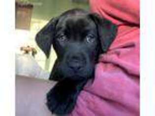 Labrador Retriever Puppy for sale in Woodstown, NJ, USA