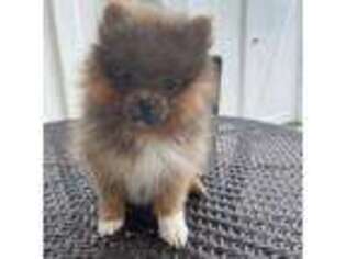 Pomeranian Puppy for sale in Bluffton, SC, USA